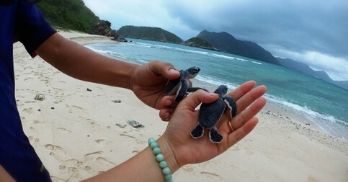 Witness turtles spawn eggs in Con Dao island